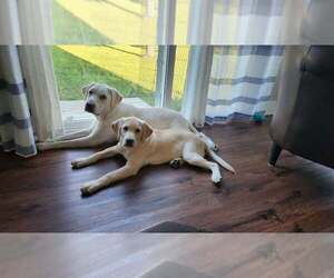 Labrador Retriever Puppy for sale in FORT MEADE, FL, USA