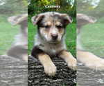 Small #1 Australian Shepherd Mix