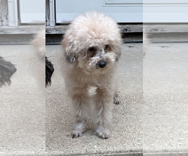 Medium Photo #2 Poodle (Toy) Puppy For Sale in Wheaton, IL, USA