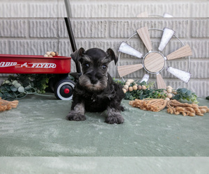 Medium Schnauzer (Miniature)