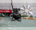 Puppy Maverick Schnauzer (Miniature)