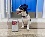 Small #5 Chihuahua Mix