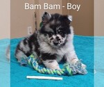 Small Photo #6 Pomsky Puppy For Sale in SEBRING, FL, USA