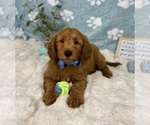 Small #5 Goldendoodle mix (+ Poodle Miniature)