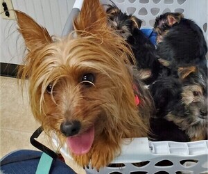 Mother of the Morkie puppies born on 05/03/2022