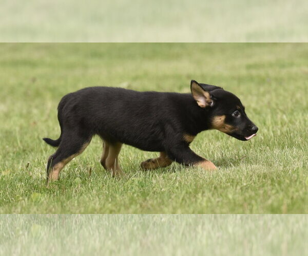 Medium Photo #5 Borador Puppy For Sale in Mechanicsburg, PA, USA