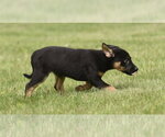 Small #4 Borador