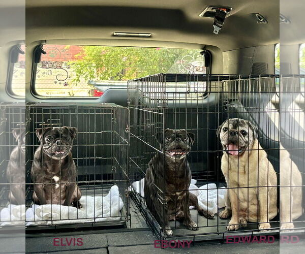 Medium Photo #4 Pug Puppy For Sale in Dumont, NJ, USA
