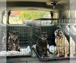 Small #3 Pug