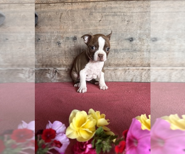 Medium Photo #14 Boston Terrier Puppy For Sale in VERMONTVILLE, MI, USA