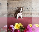 Small #13 Boston Terrier