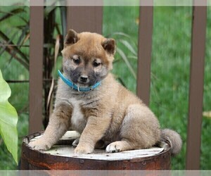 Shiba Inu Puppy for sale in FREDERICKSBG, OH, USA