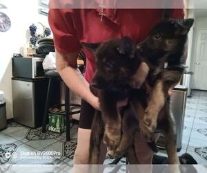 Czech Wolfdog Puppy for sale in QUEEN CREEK, AZ, USA