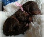 Small #5 Poodle (Standard)