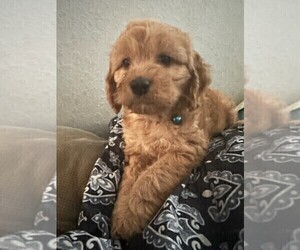 Cavapoo Puppy for sale in FORT MYERS, FL, USA