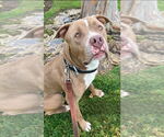 Small #14 American Staffordshire Terrier Mix