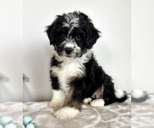 Miniature Bernedoodle-Poodle (Miniature) Mix Puppy for sale in INDIANAPOLIS, IN, USA
