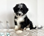 Image preview for Ad Listing. Nickname: Brody