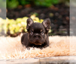 Small #2 French Bulldog