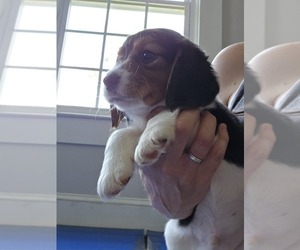 Beagle Puppy for sale in APPOMATTOX, VA, USA