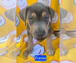 Small #3 Catahoula Leopard Dog Mix