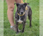 Small #3 Plott Hound Mix