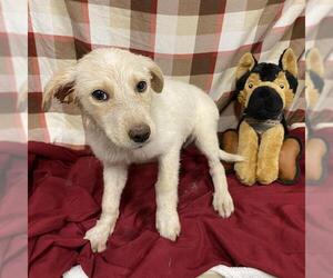 Australian Cattle Dog-Labrador Retriever Mix Dogs for adoption in Modesto, CA, USA