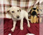 Small Australian Cattle Dog-Labrador Retriever Mix
