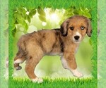 Puppy Mini Tammy Bernedoodle (Miniature)