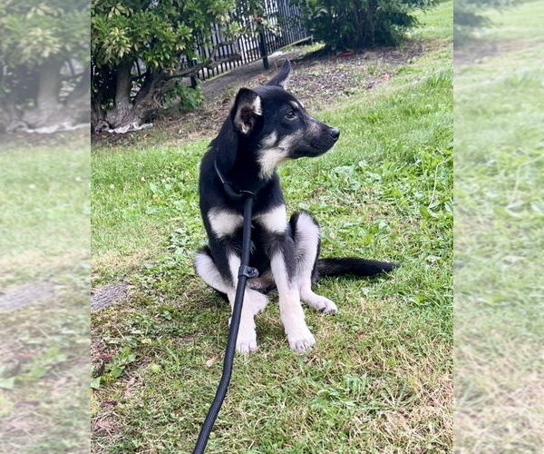 Medium Photo #4 German Shepherd Dog-Unknown Mix Puppy For Sale in Brewster, NY, USA
