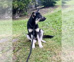 Small #3 German Shepherd Dog Mix