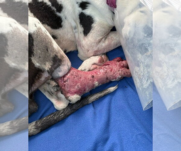 Medium Photo #3 Great Dane Puppy For Sale in Bullard, TX, USA