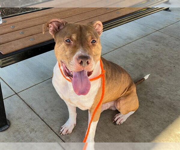 Medium Photo #1 Mutt Puppy For Sale in Orange, CA, USA