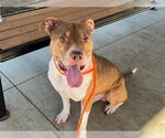 TUBA - Male Mutt Dog for Adoption - Small photo