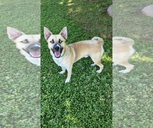 Medium Photo #3 Siberian Husky-Unknown Mix Puppy For Sale in Chandler, AZ, USA