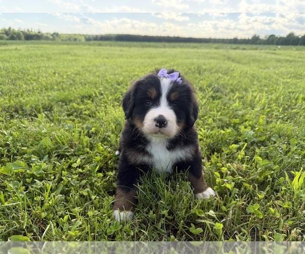 Medium Photo #8 Bernese Mountain Dog Puppy For Sale in ATHENS, WI, USA