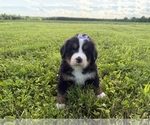 Small #7 Bernese Mountain Dog