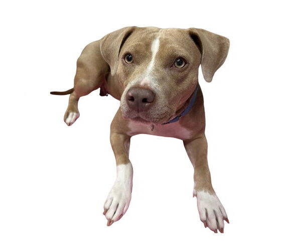 Medium Photo #2 Mutt Puppy For Sale in South Bend, IN, USA