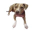 Small #1 Mutt