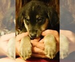 Small Photo #13 Golden Labrador Puppy For Sale in IDAHO SPRINGS, CO, USA