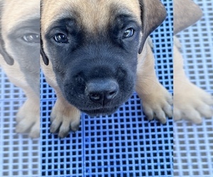 American Mastiff Puppy for sale in ALEXANDRIA, VA, USA