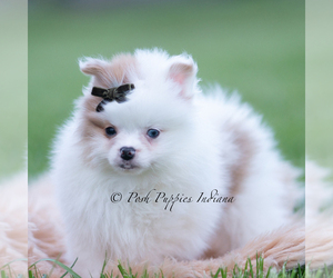 Medium Pomeranian