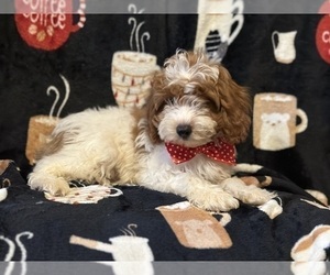 Cavapoo Puppy for sale in LAKELAND, FL, USA