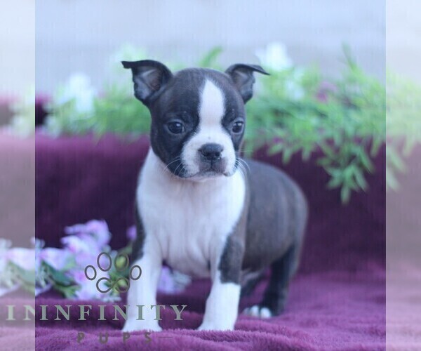 Medium Photo #4 Boston Terrier Puppy For Sale in PORT ROYAL, PA, USA