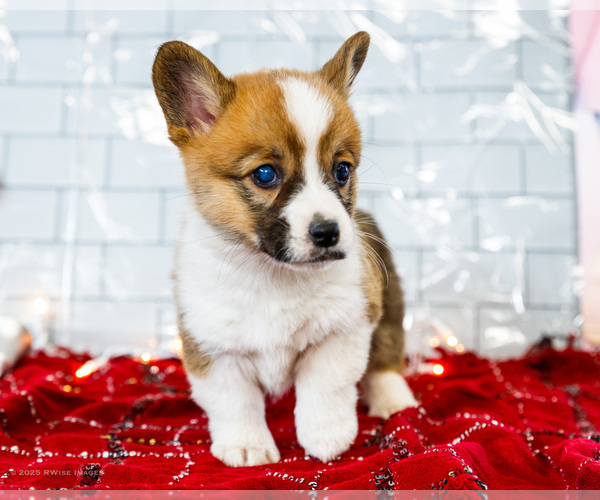 Medium Photo #19 Cardigan Welsh Corgi Puppy For Sale in WAKARUSA, IN, USA