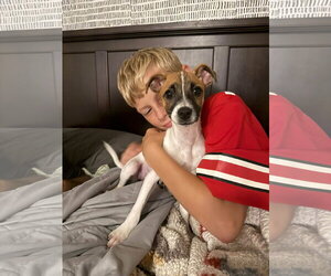 Pippi Longstocking - Female Jack Russell Terrier-Unknown Mix Dog for Adoption - Photo #2