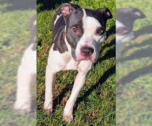 Mutt Dogs for adoption in Akron, OH, USA