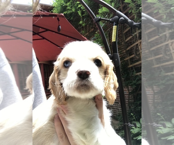 Medium Photo #5 Cocker Spaniel Puppy For Sale in BEAVER, PA, USA