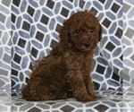 Small Photo #6 Poodle (Miniature) Puppy For Sale in NARVON, PA, USA