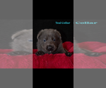 Small #4 German Shepherd Dog
